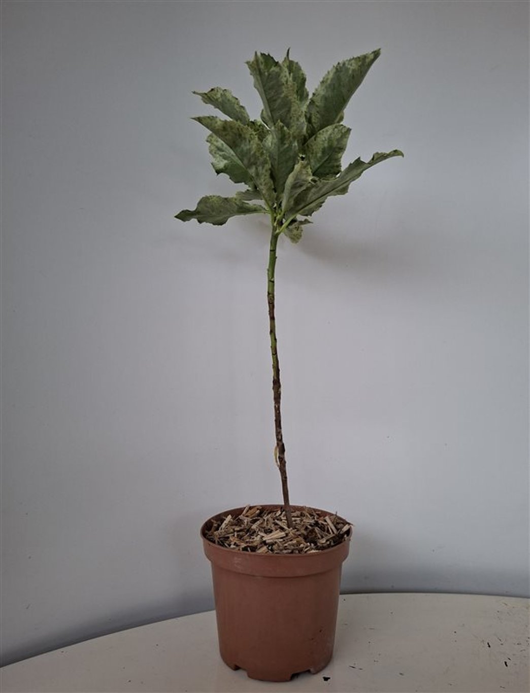 Photinia serratifolia 'Pink Crispy' - C1,5 25-30 CM