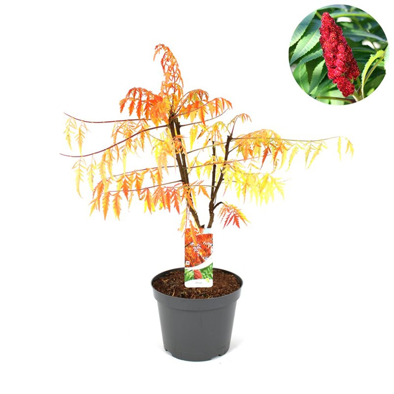 Rhus typhina 'Tiger Eyes' ® - C10 50-60 CM