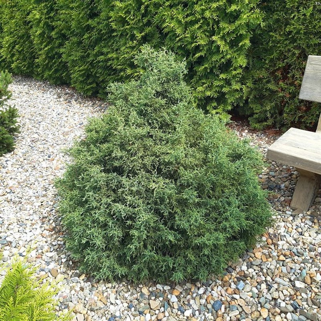 Chamaecyparis l. 'Lycopodioides' - C3 25-30 CM