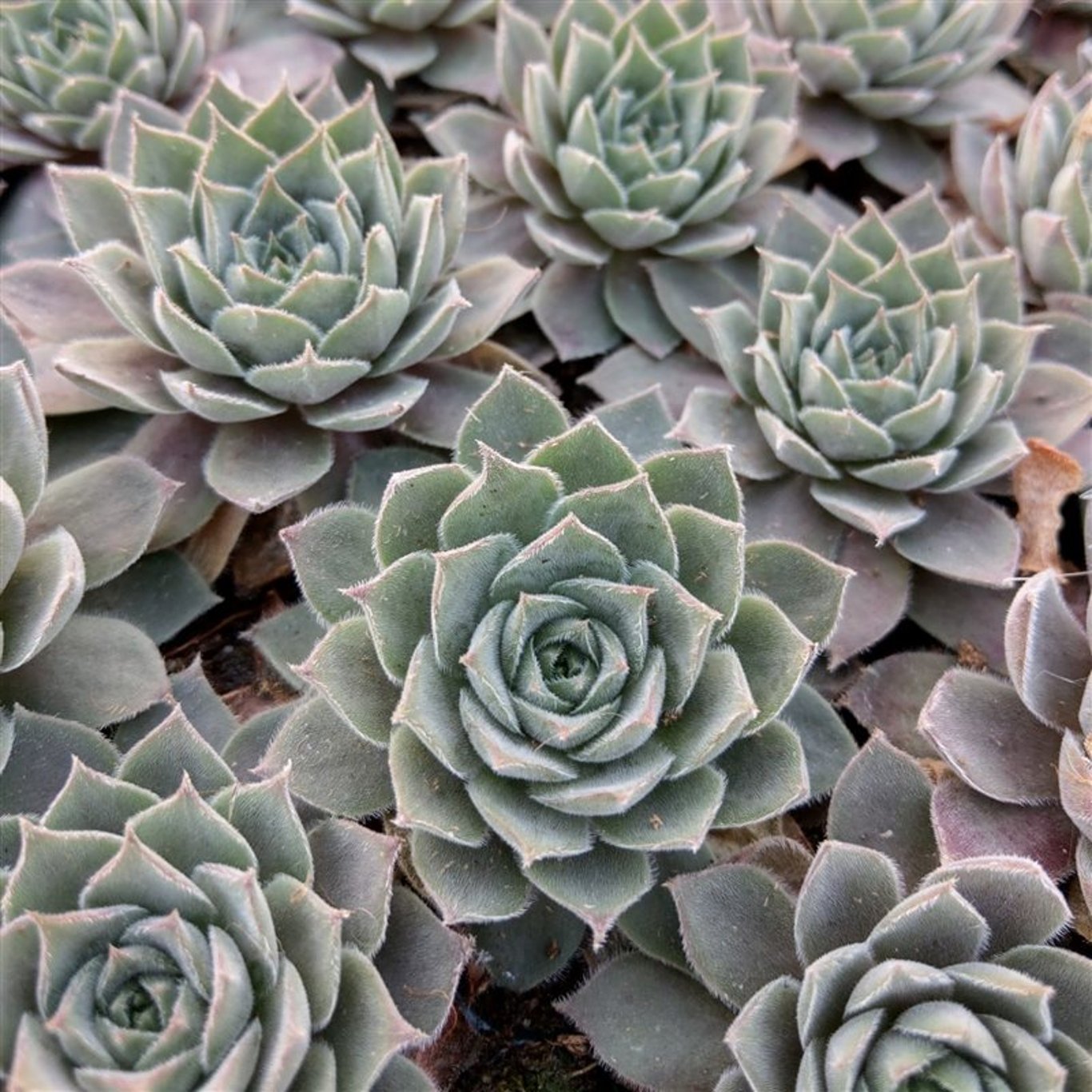 Sempervivum 'Aquila' - P11