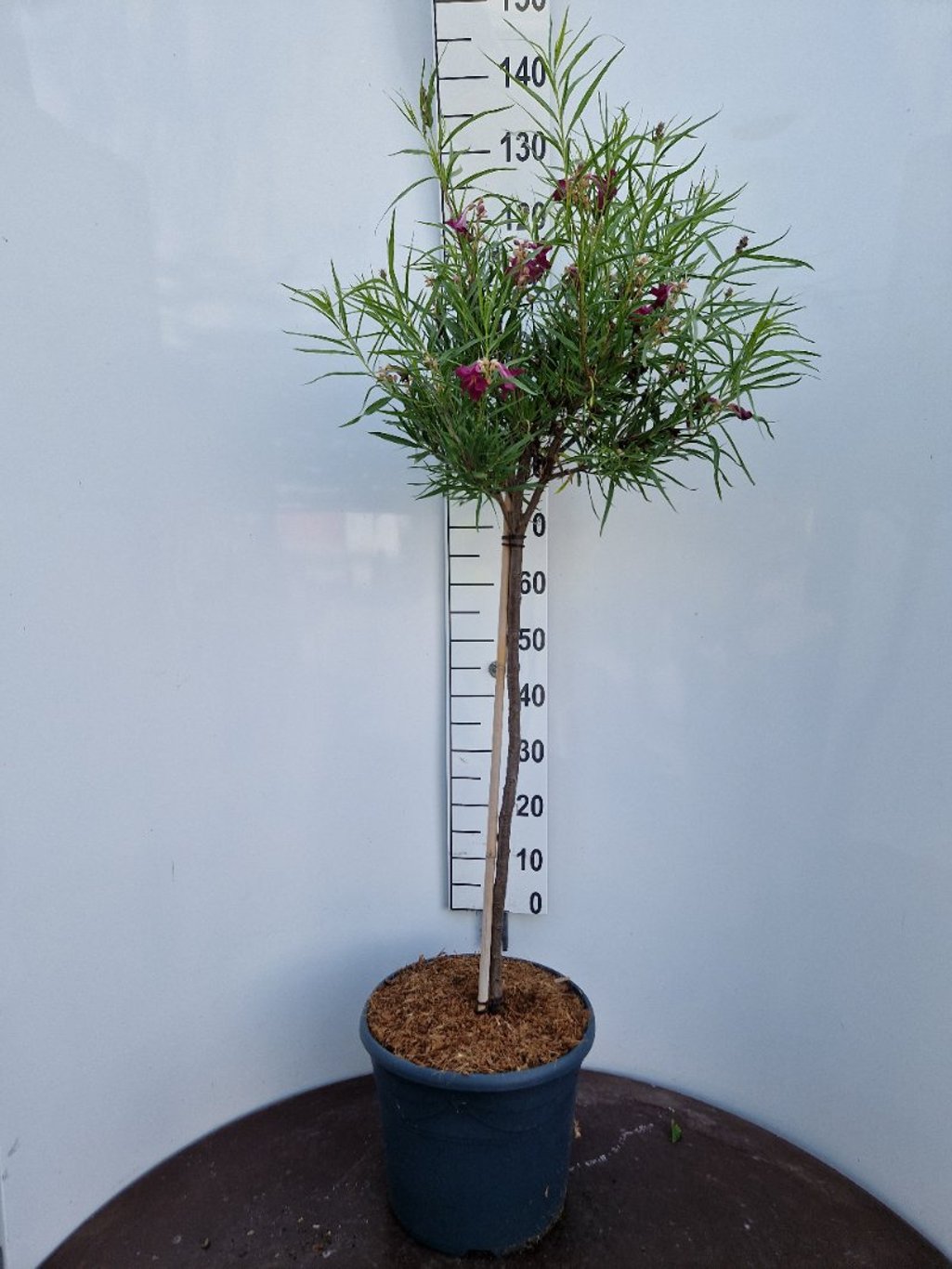 Chilopsis lin. 'Burgundy - 80 CM Stem C15