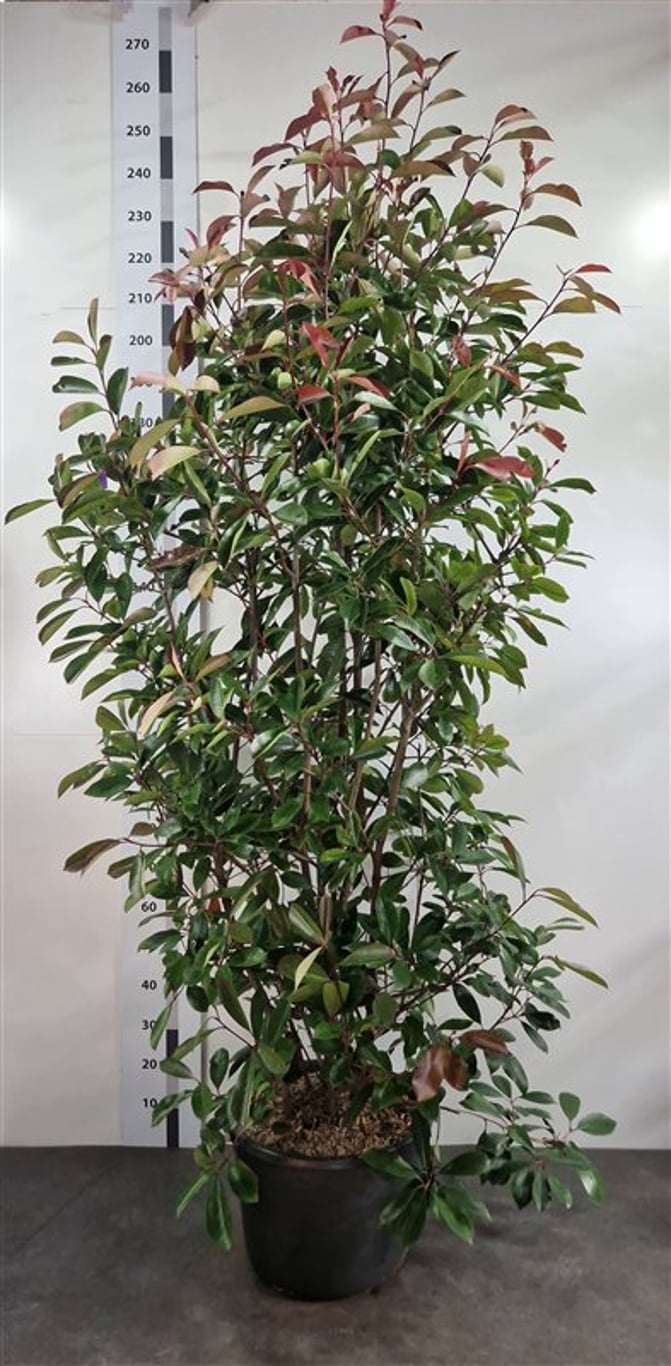 Photinia fraseri 'Red Robin' - C35 175-200 CM