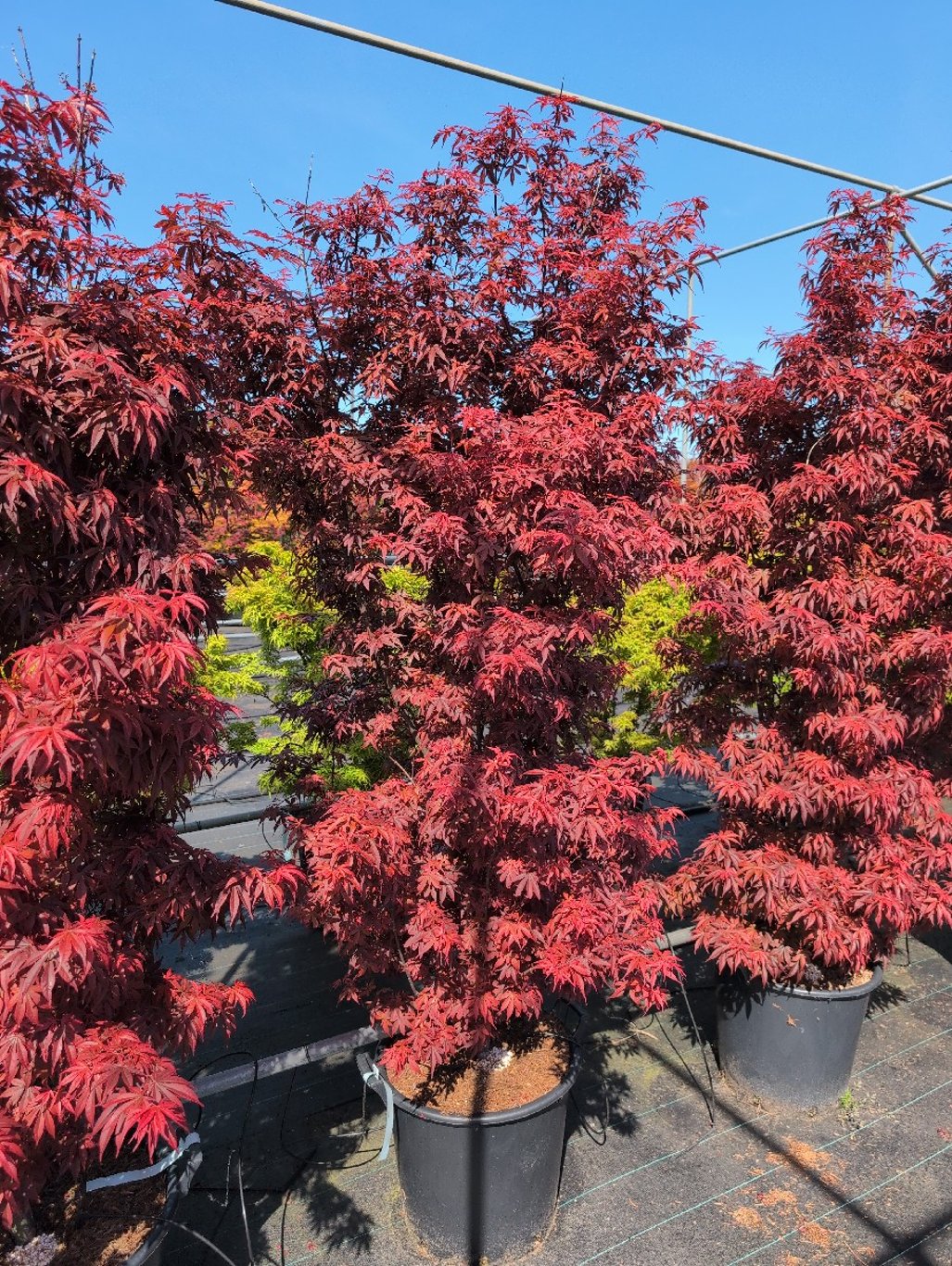 Acer pal. 'Skeeter's Broom' - C30 125-150 CM