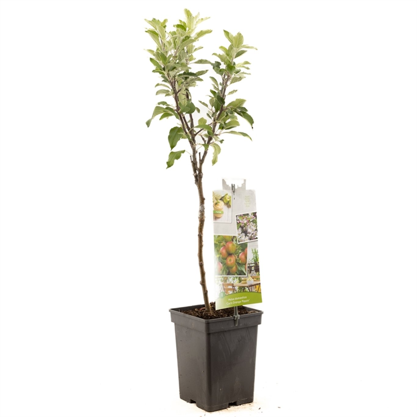 Malus d. 'Cox's Orange' - C5 60-80 CM Patio