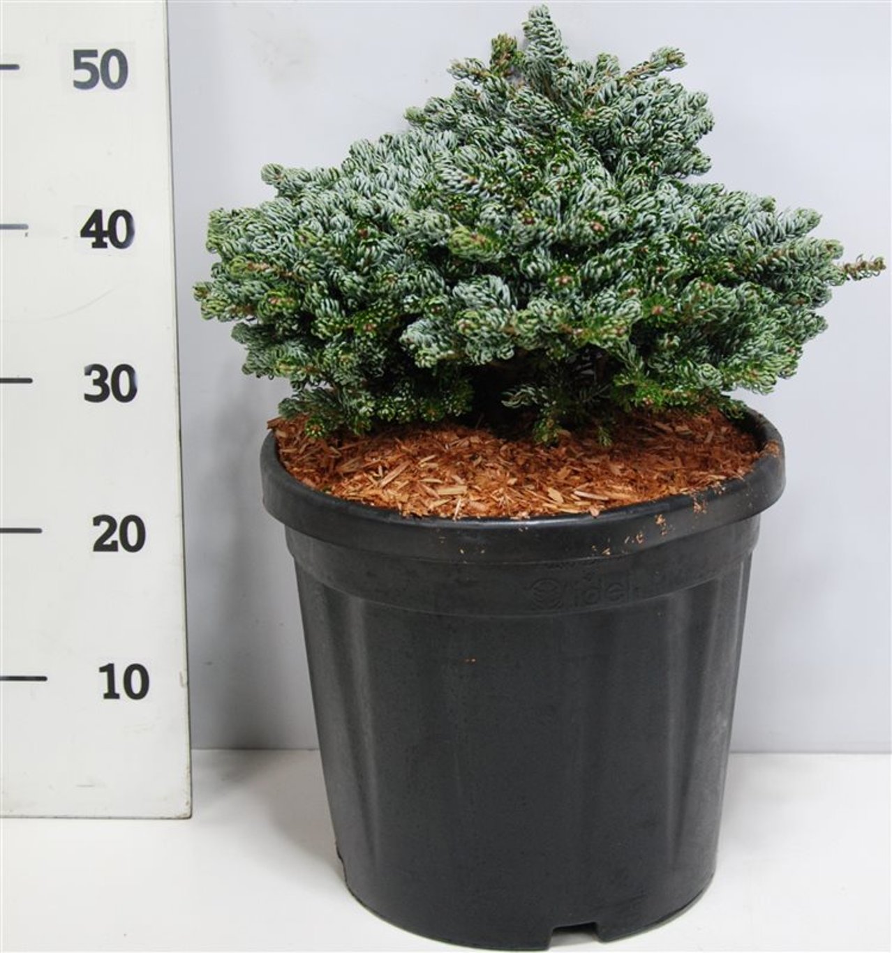 Abies koreana 'Kohout's Icebreaker'® - C20 40-50 CM
