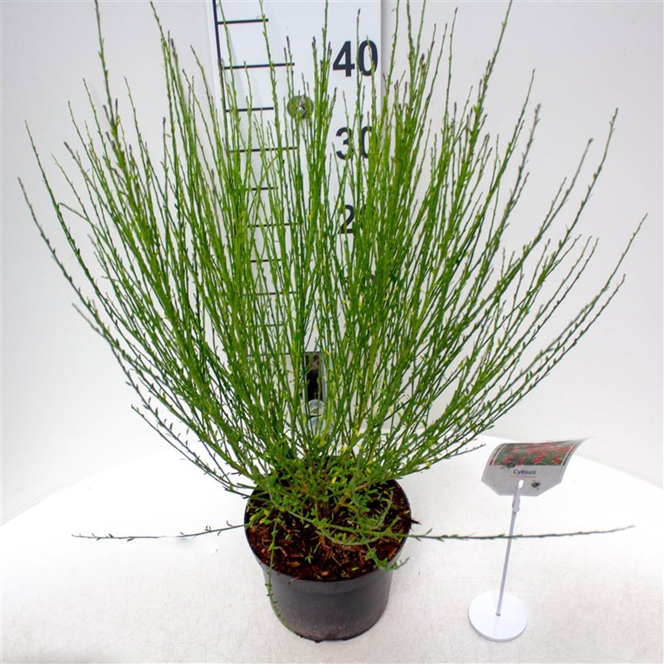 Cytisus 'Roter Favorit' - C3 30-40 CM