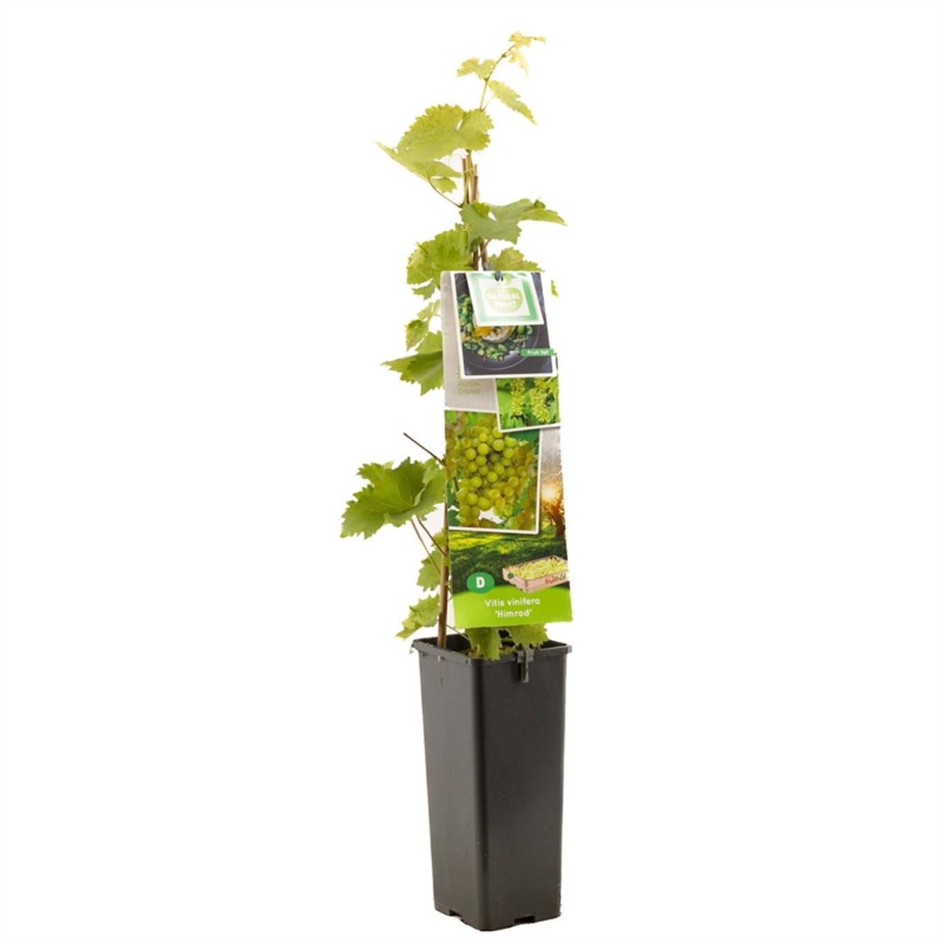 Vitis 'Himrod' - C2 50-60 CM
