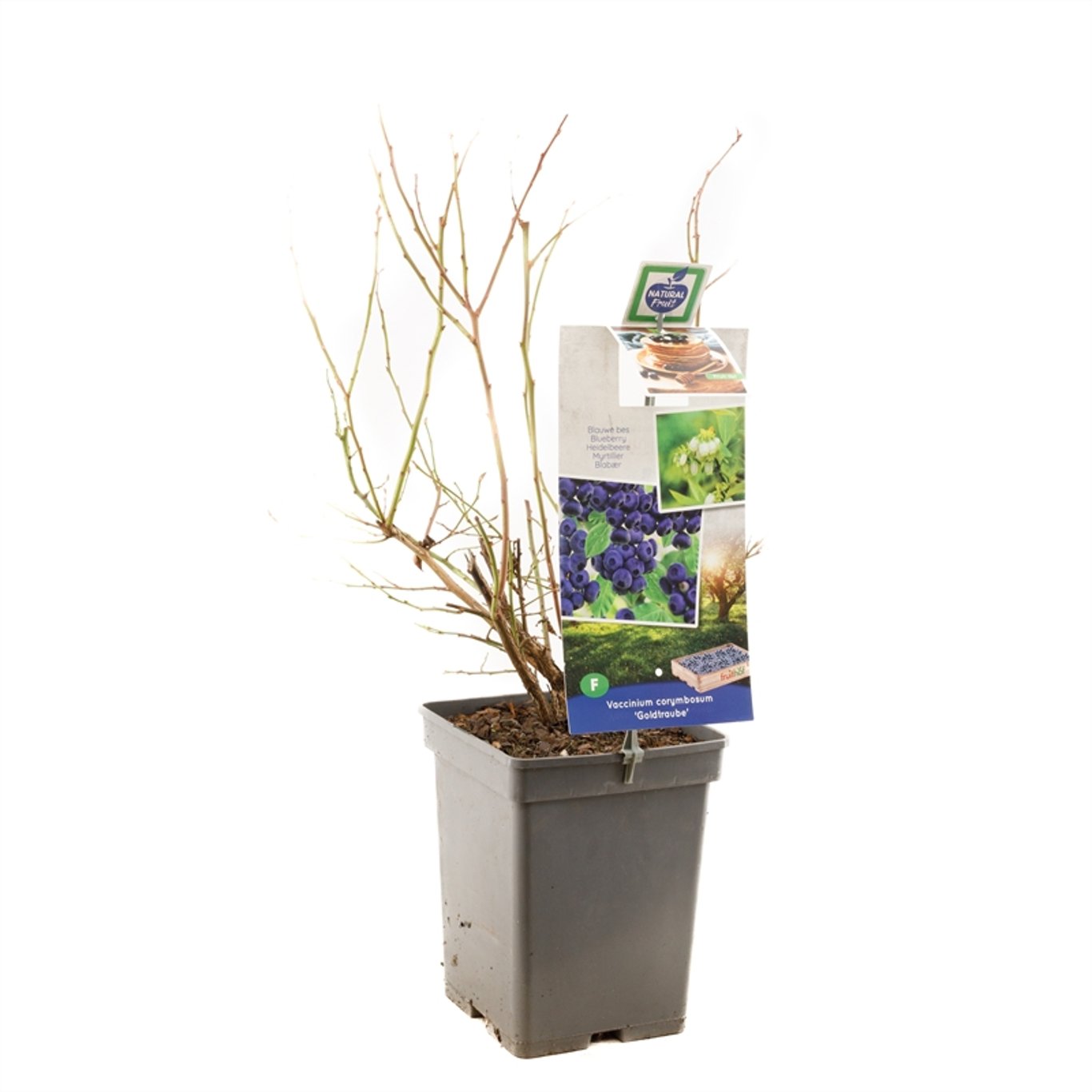 Vaccinium c. 'Goldtraube 23' - C5 50-60 CM