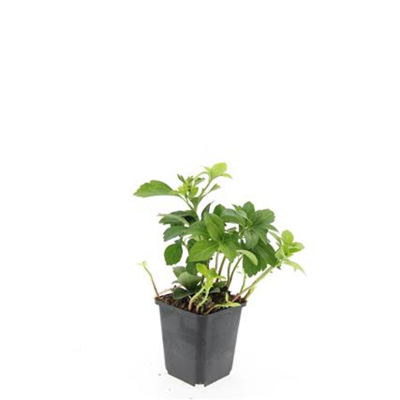 Pachysandra terminalis - P9