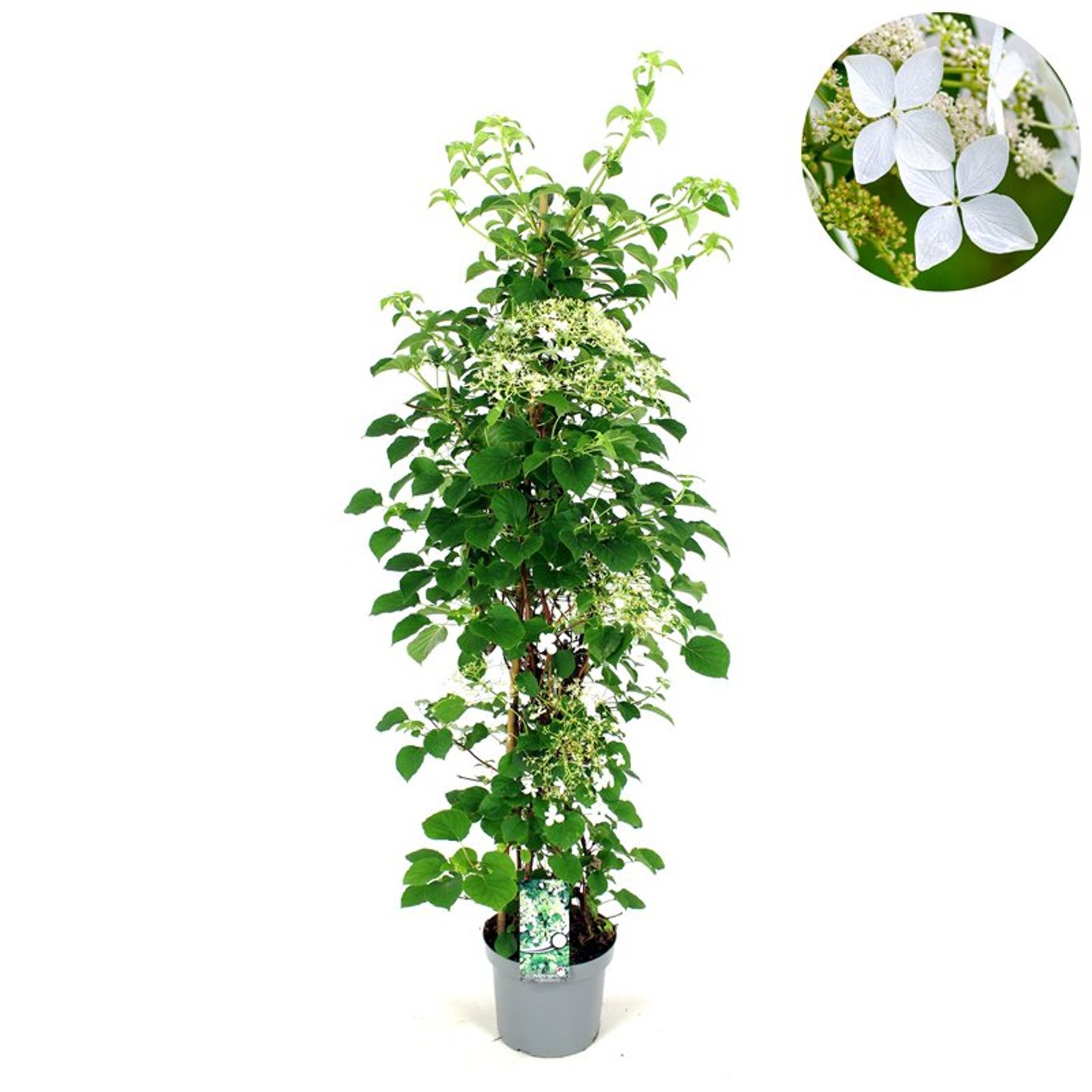 Hydrangea petiolaris - C7,5 125-150 CM