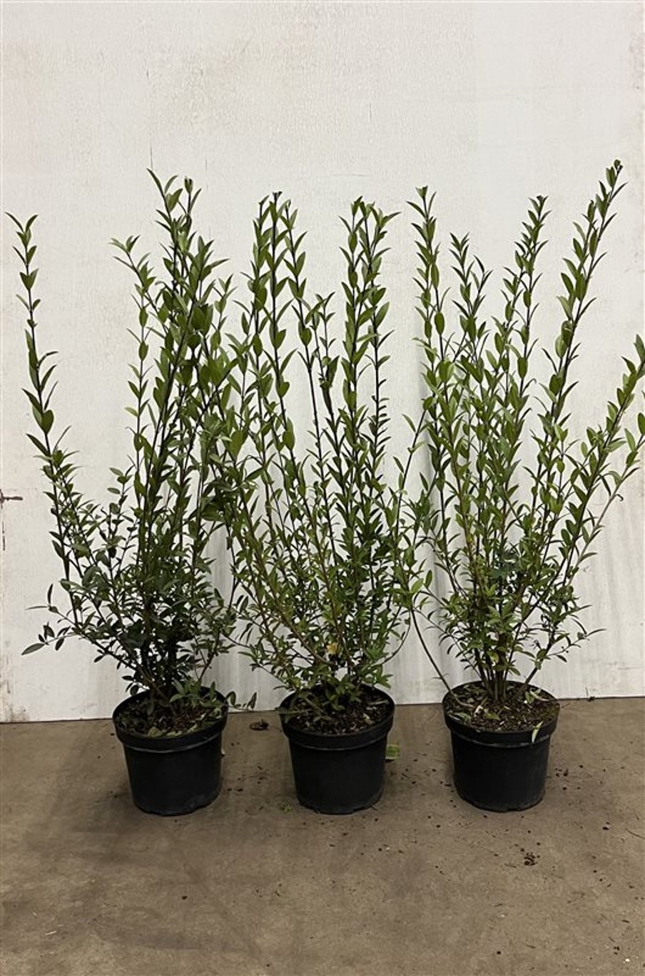 Ligustrum vulg. 'Atrovirens' - C5 80-100 CM