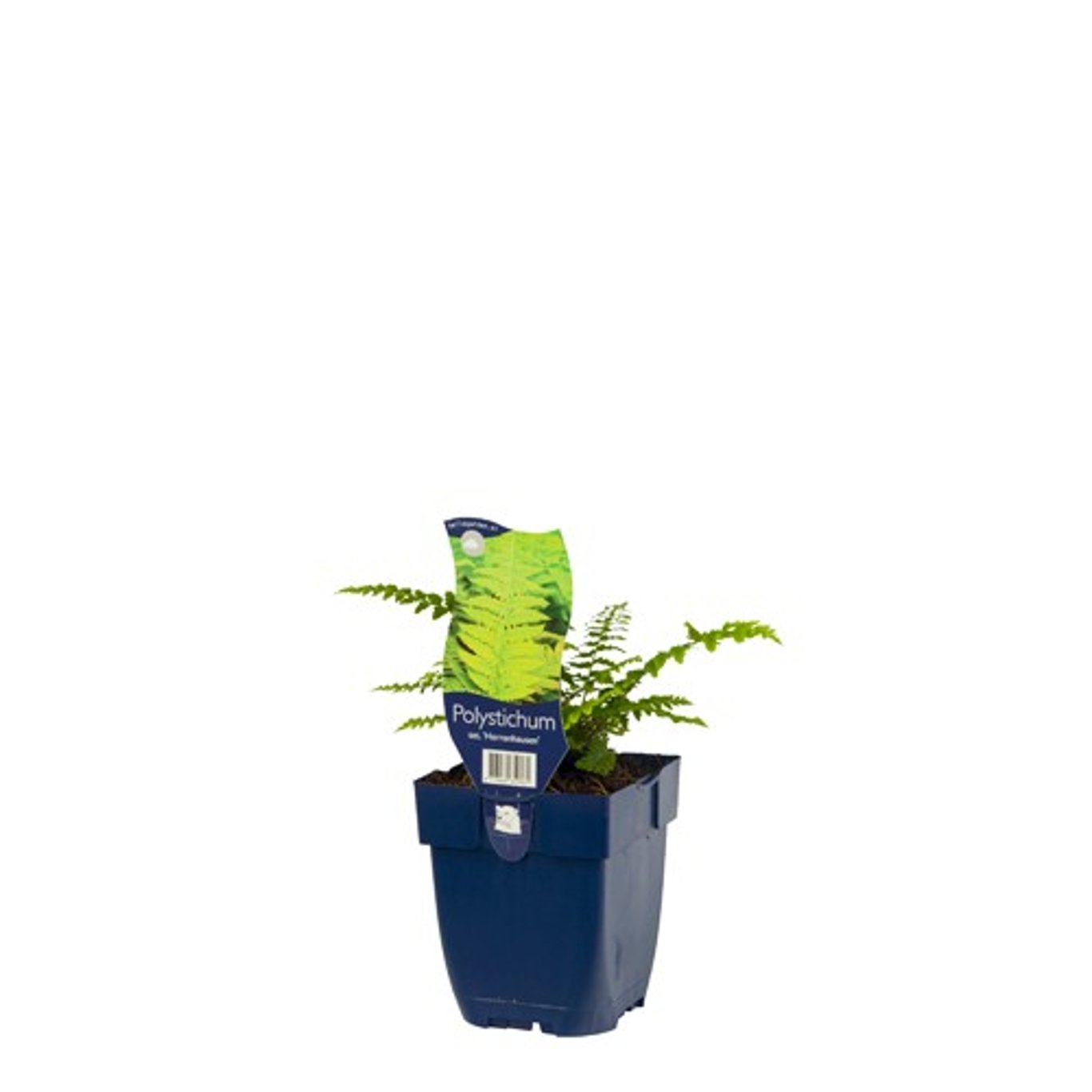 Polystichum set. 'Herrenhausen' - P11
