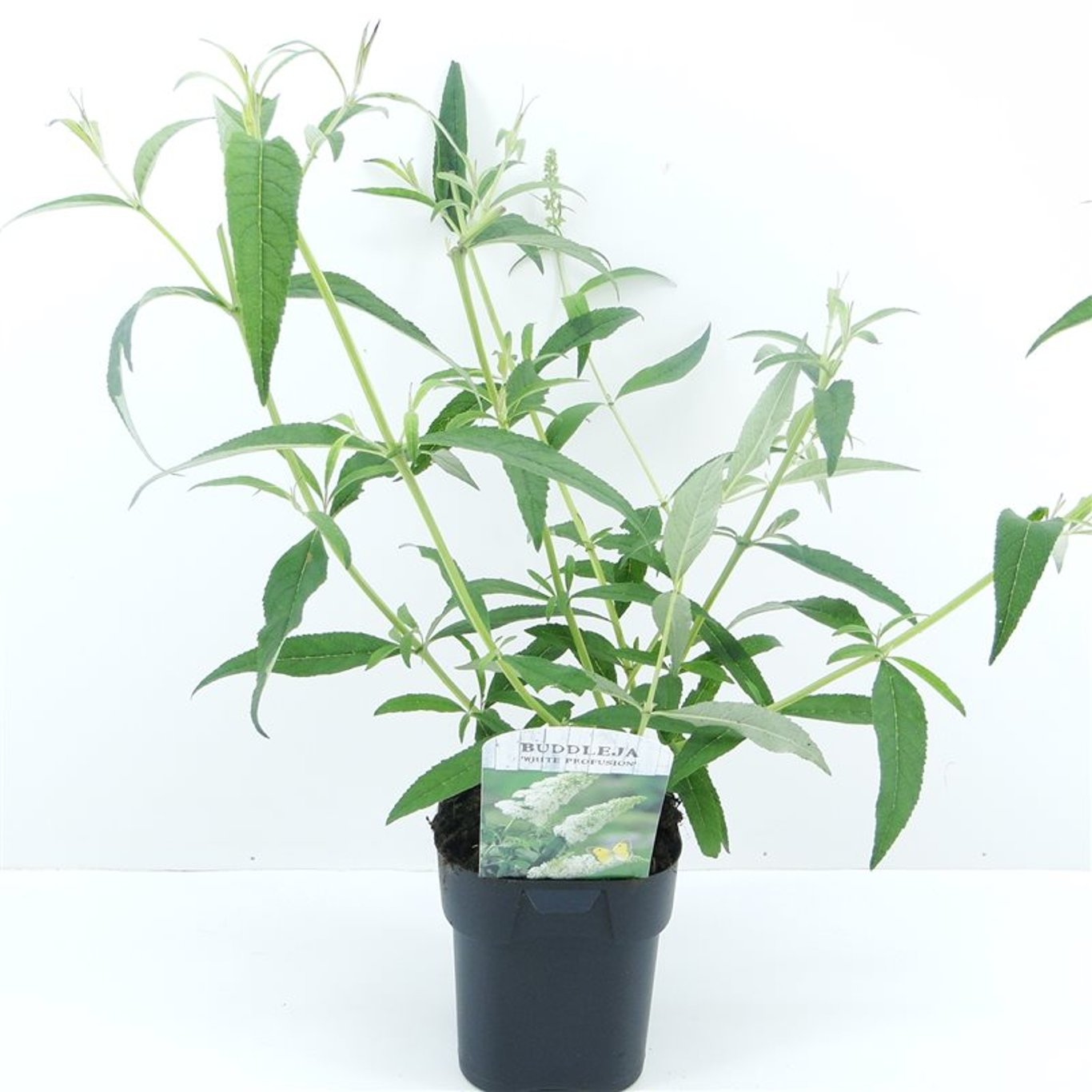 Buddleja d. 'White Profusion' - C2