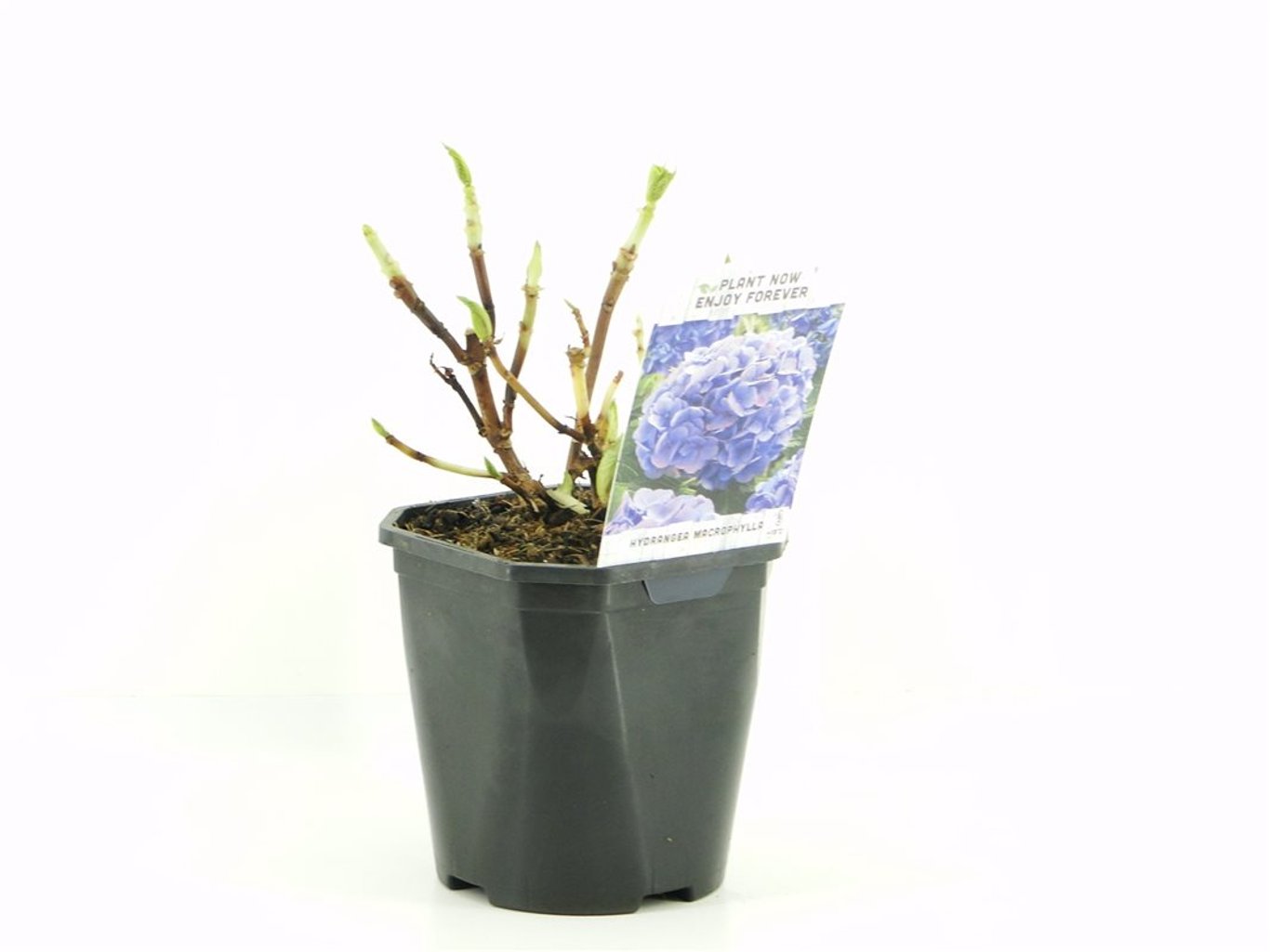 Hydrangea macr. 'Blue'  - C2