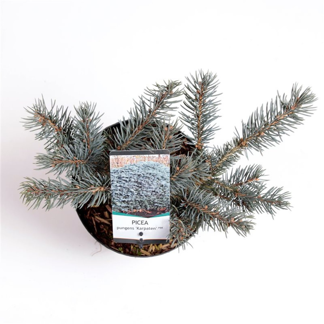 Picea pungens 'Karpaten' - C3 20-25 CM