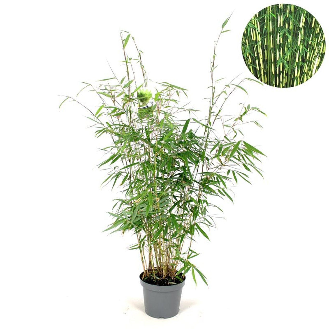 Fargesia robusta 'Pingwu' - C7,5 100-125 CM