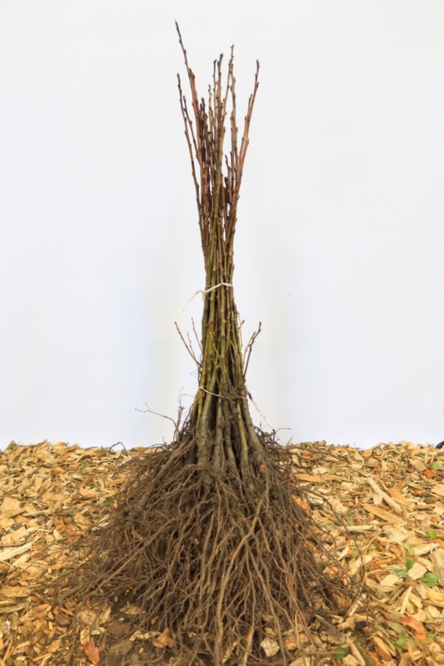 Castanea sativa - 60-100 CM bare root 1/1