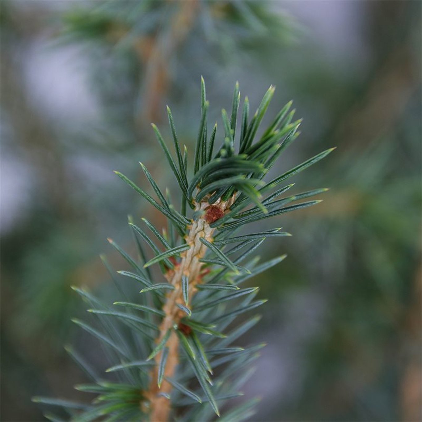 Picea omorika - C5 50-60 CM
