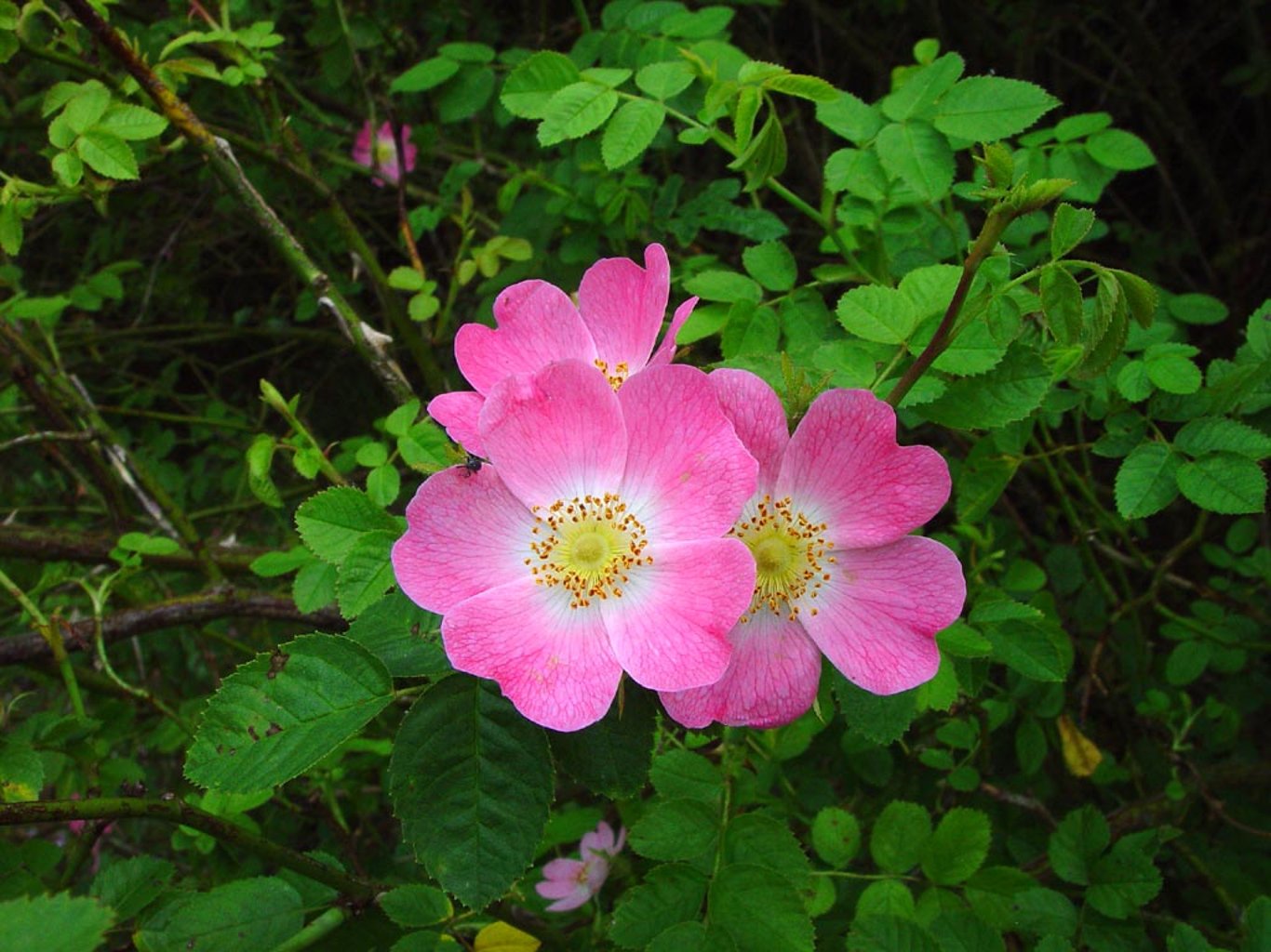 Rosa (o) rubiginosa - 60-100 CM bare root 1/1  3-5 branche