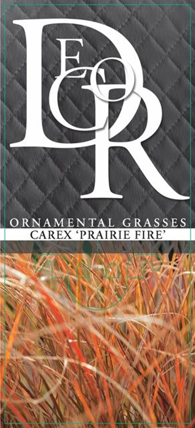 Carex testacea 'Prairie Fire' - C1