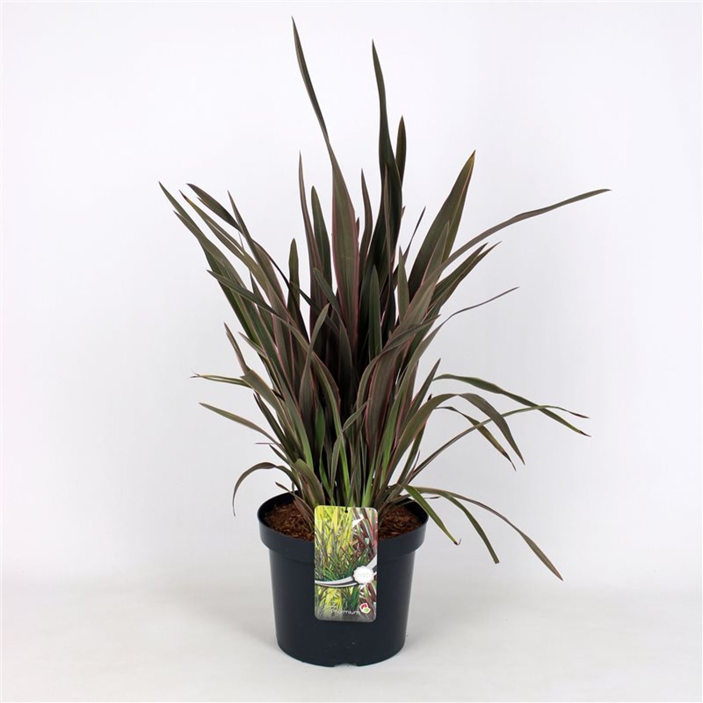 Phormium 'Pink Panther' - C7.5 40-60 CM