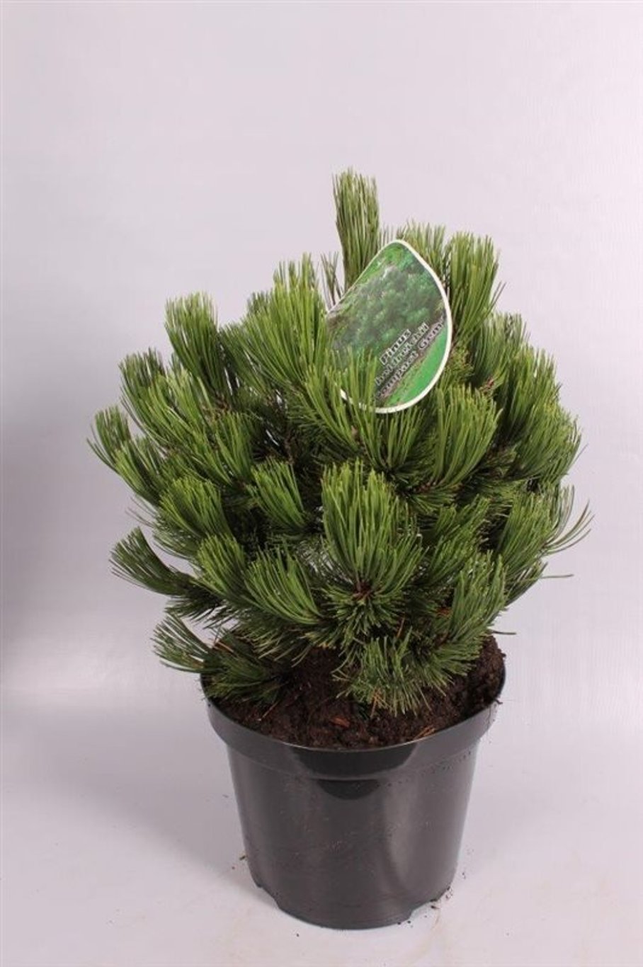 Pinus heldreichii 'Compact Gem' - C7,5 35-40 CM