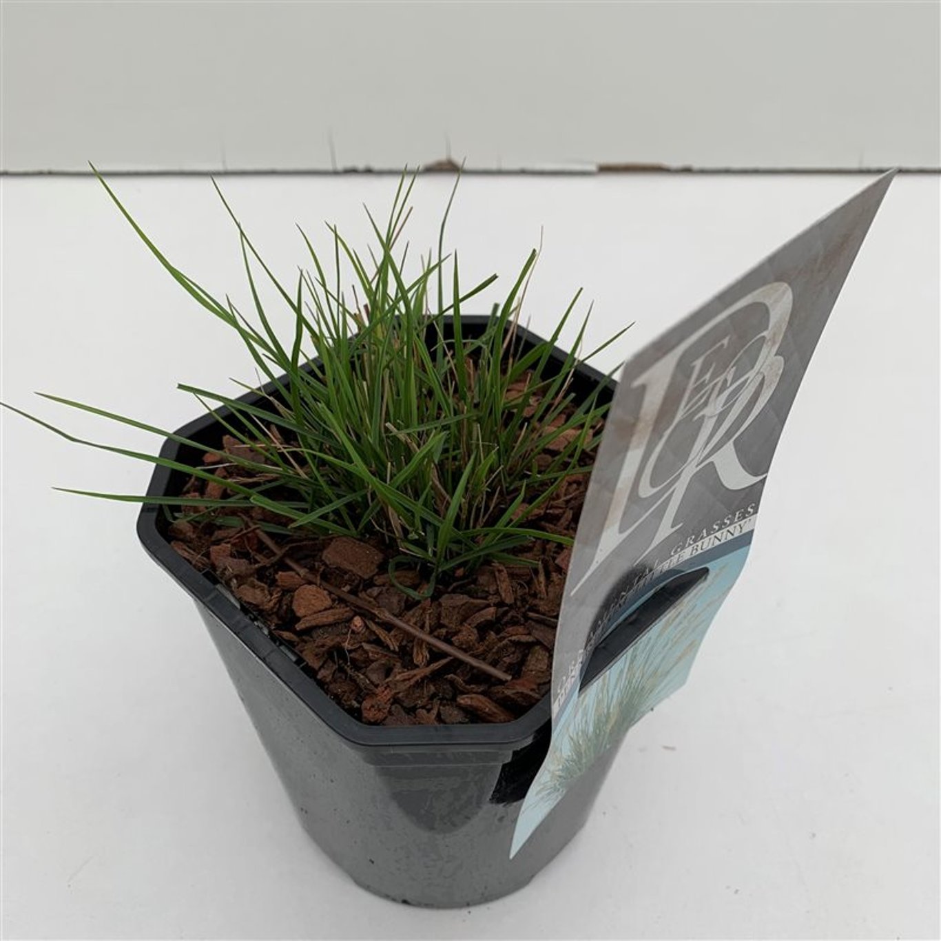 Pennisetum al. 'Little Bunny' - C2