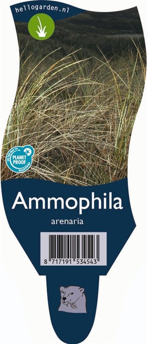 Ammophila arenaria - P11