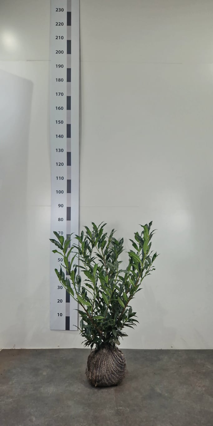 Prunus l. 'Otto Supreme' - 60-80 CM RB