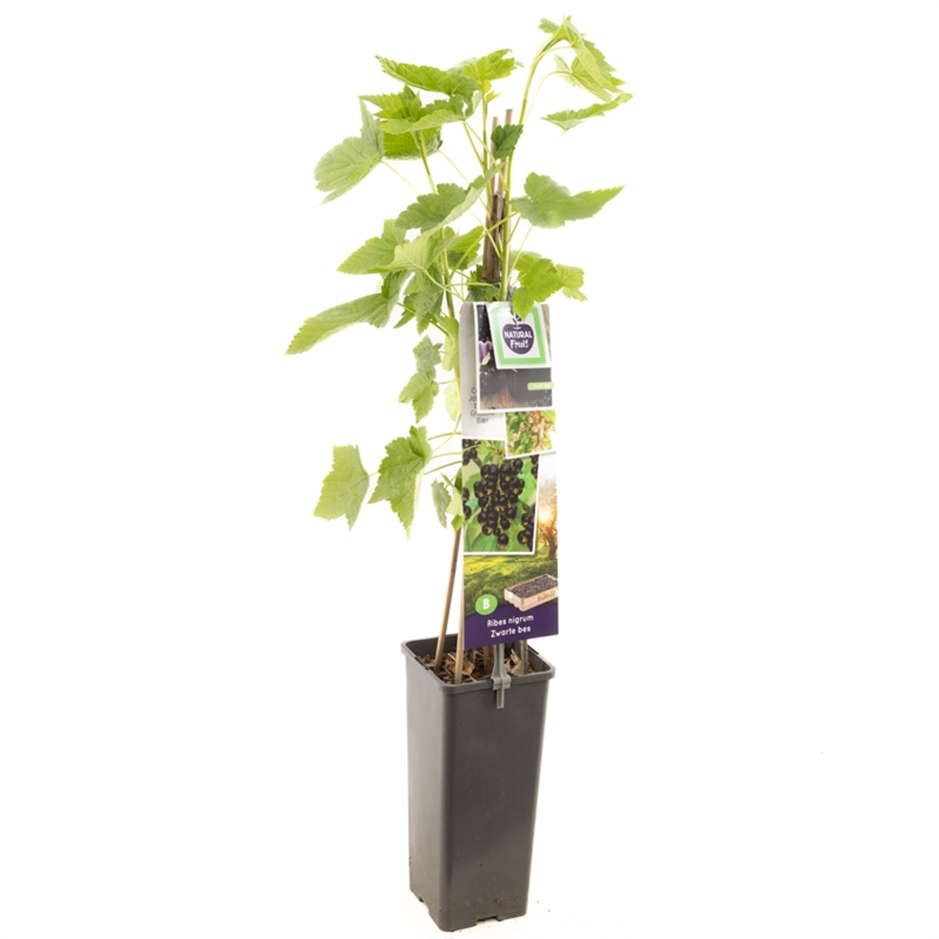 Ribes nigr. 'Titania' - C2 50-60 CM