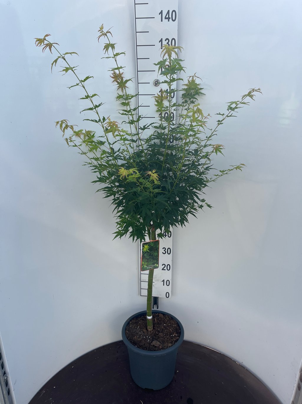 Acer pal. 'Crippsii' - 50 CM Stem C15