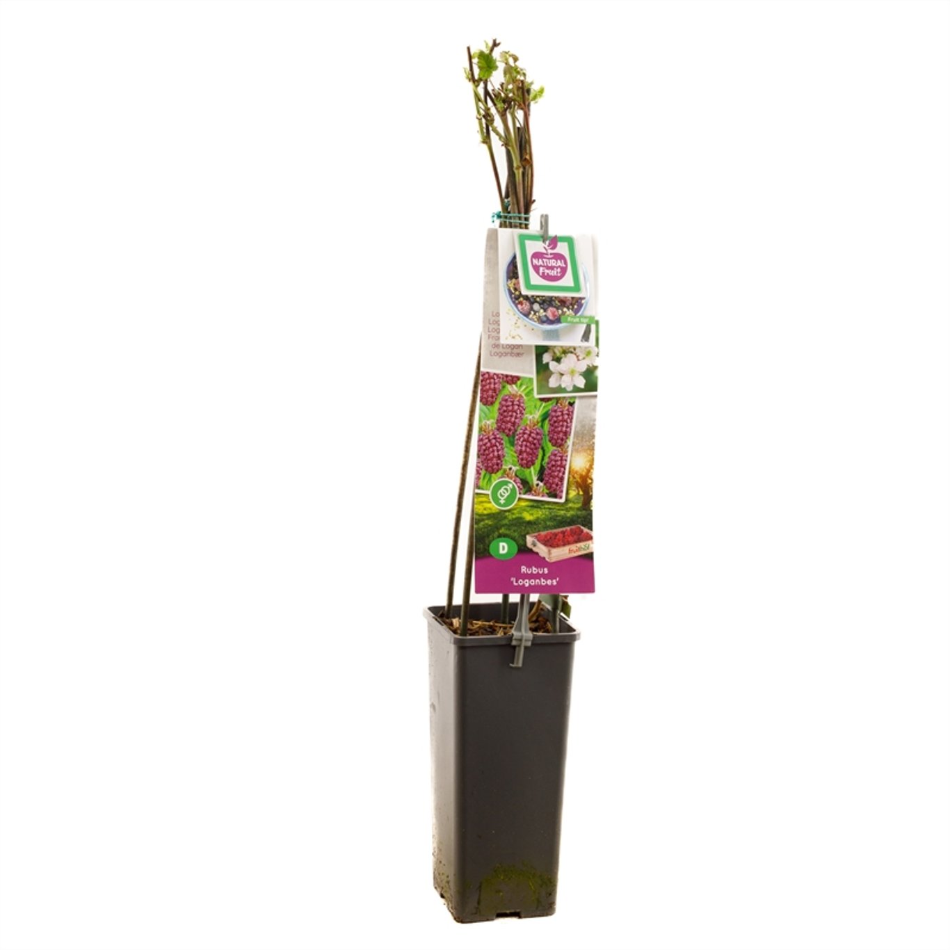 Rubus log. Loganberry - C2 50-60 CM