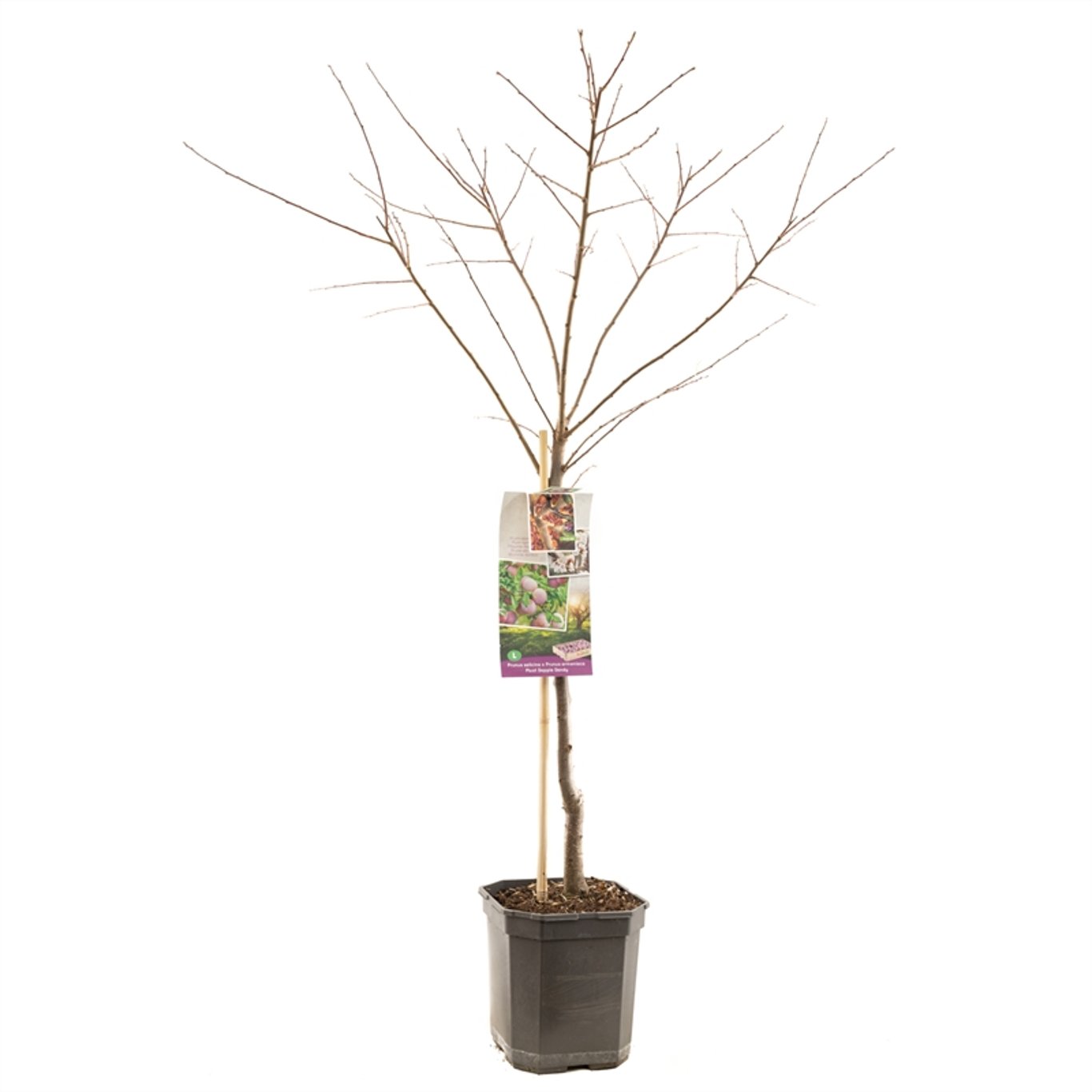 Prunus 'Pluot' Dapple Dandy - C7,5