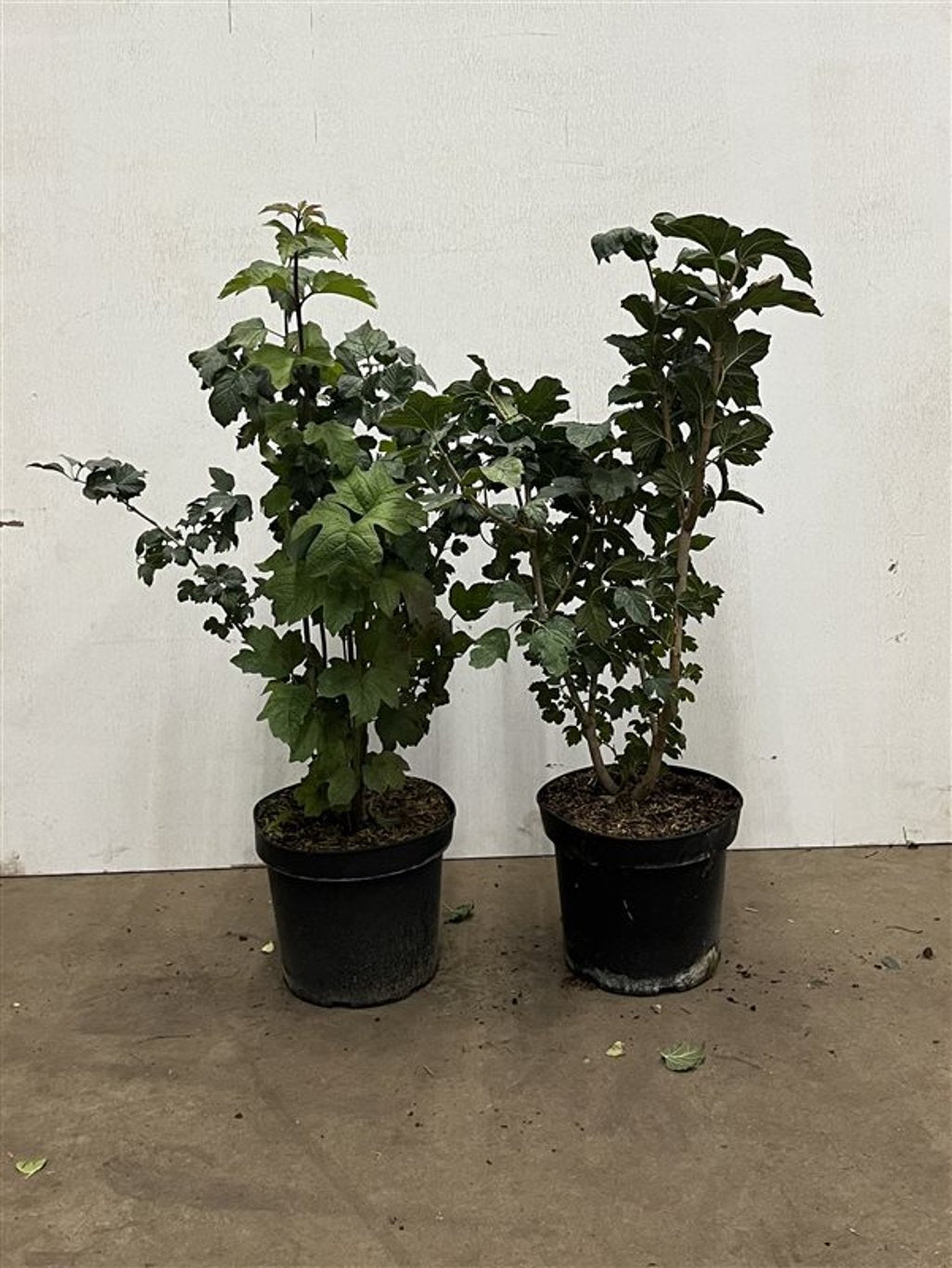 Viburnum opulus - C7.5 40-60 CM