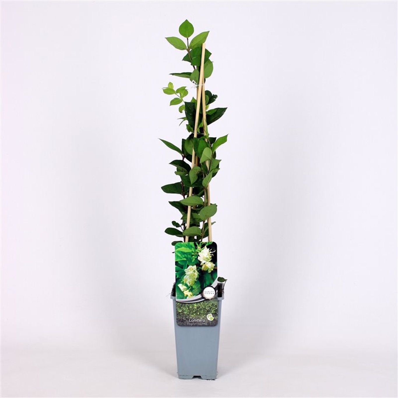 Lonicera fragrantissima - C2 70/+ CM