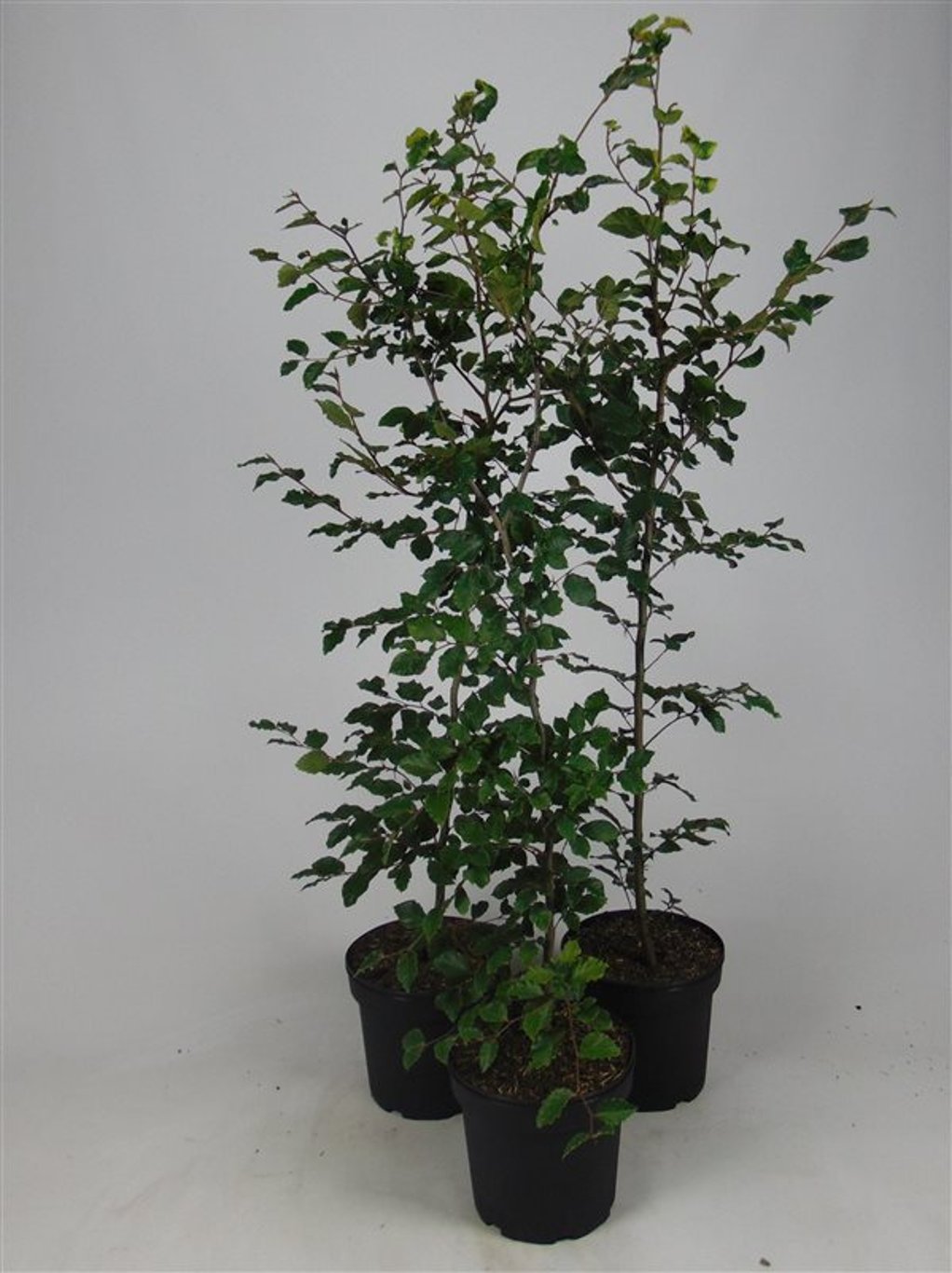 Fagus sylvatica - C7,5 125-150 CM