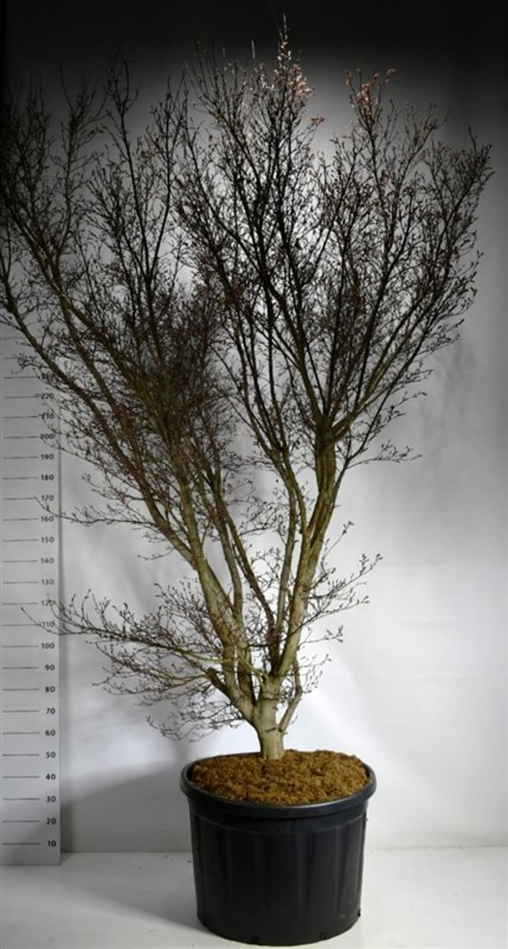 Acer pal. 'Skeeter's Broom' - 300-350 CM in Cont.