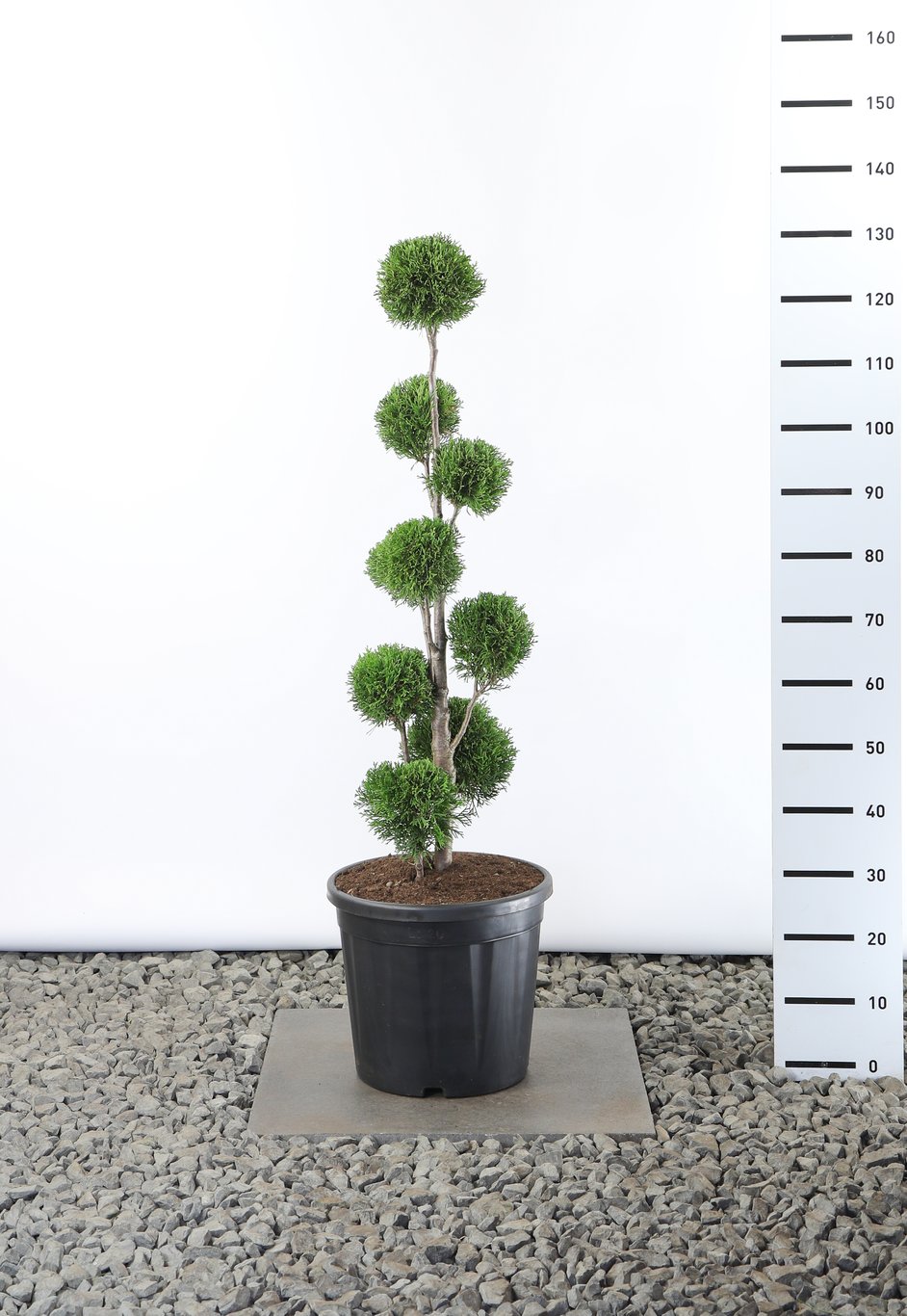 Thuja occ. 'Smaragd' - 80-100 CM PonPon Cont.