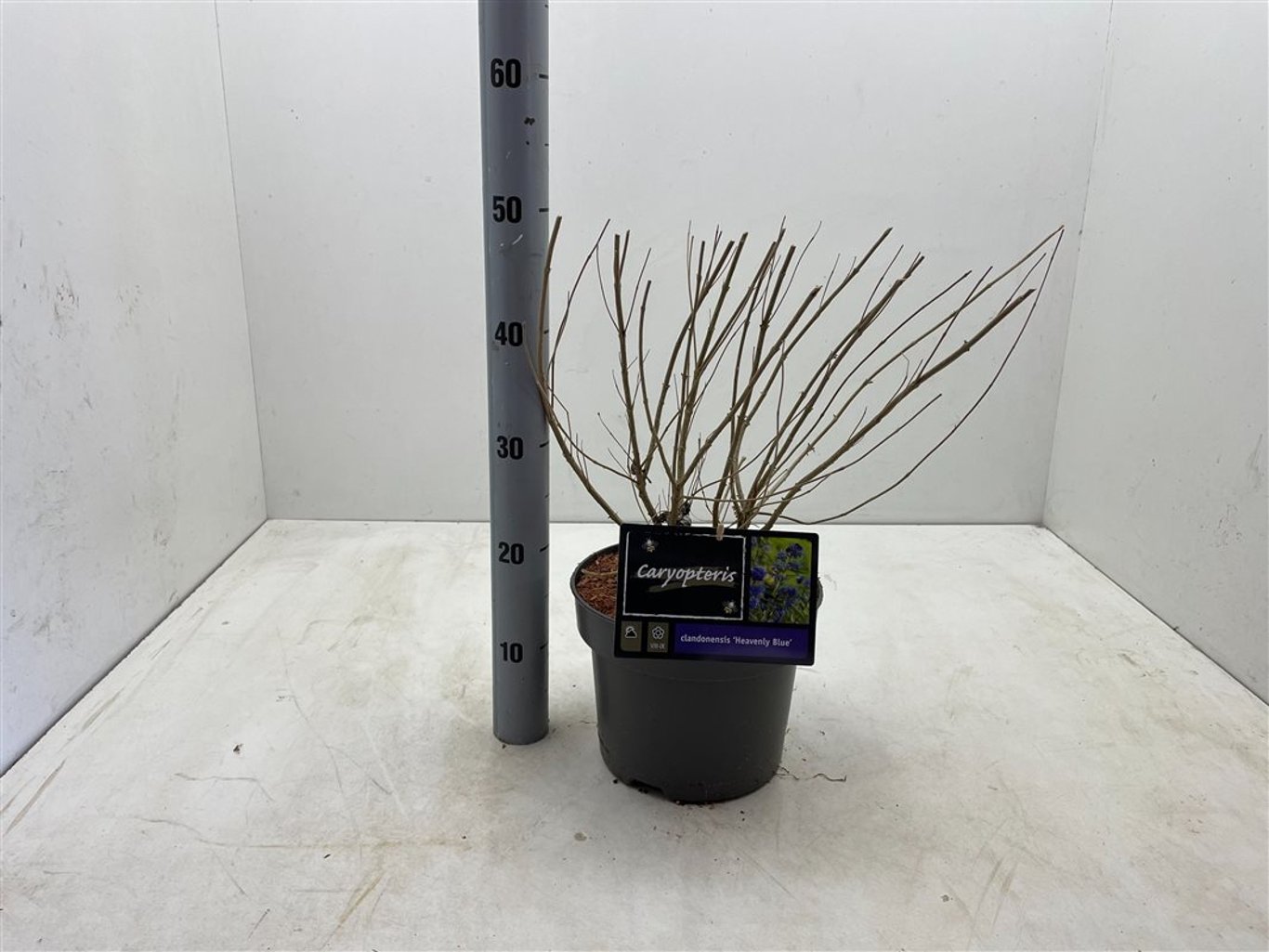 Caryopteris cland. 'Heavenly Blue' - C5