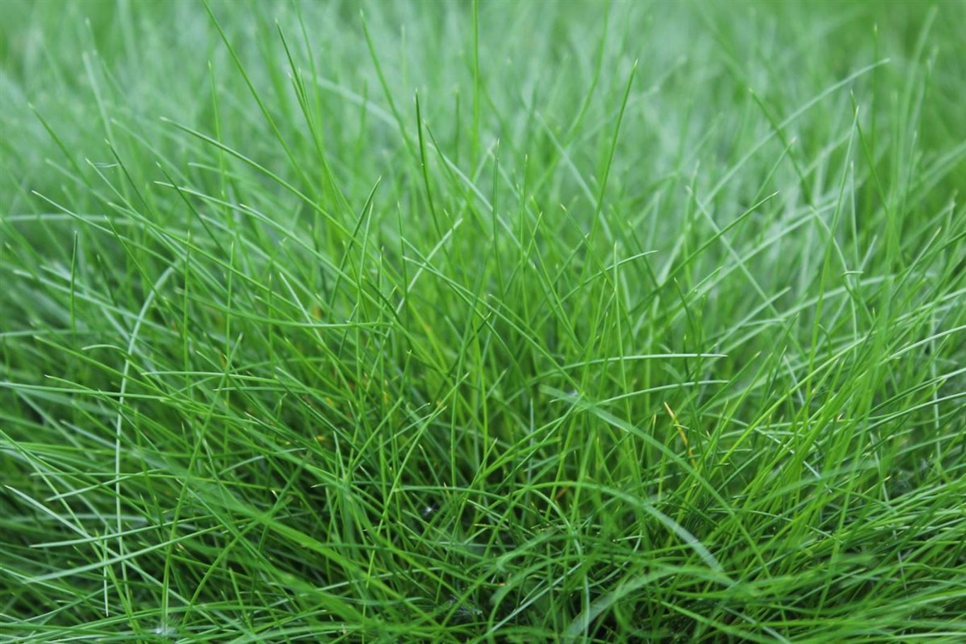 Festuca gautieri Amigreen - P10,5