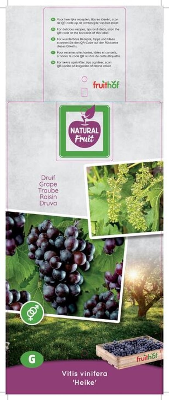 Vitis vinifera 'Heike' - 50-60 CM Carry Handle C5