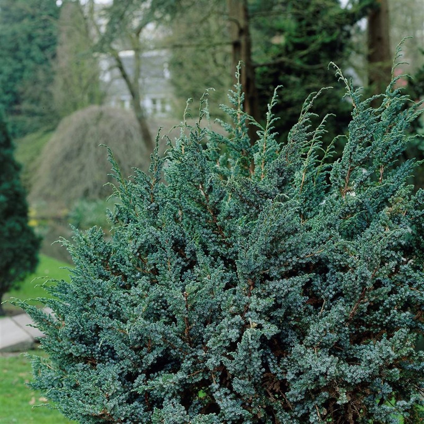 Juniperus squamata 'Meyeri' - C3 30-40 CM