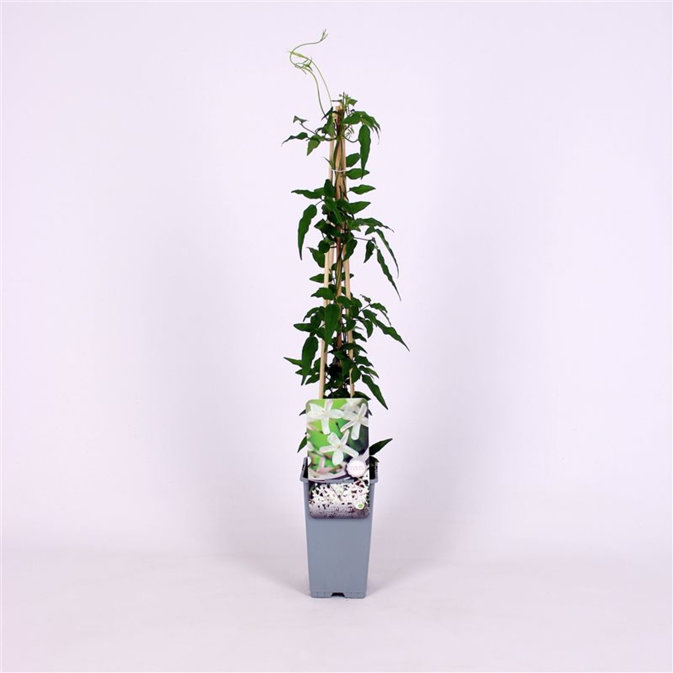 Jasminum polyanthum - C2 70/+ CM