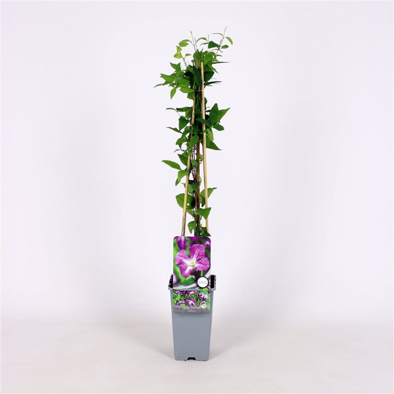 Clematis viticella - C2 70/+ CM