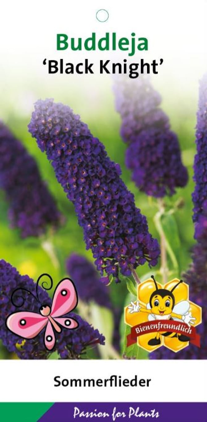 Buddleja d. 'Black Knight' - C3
