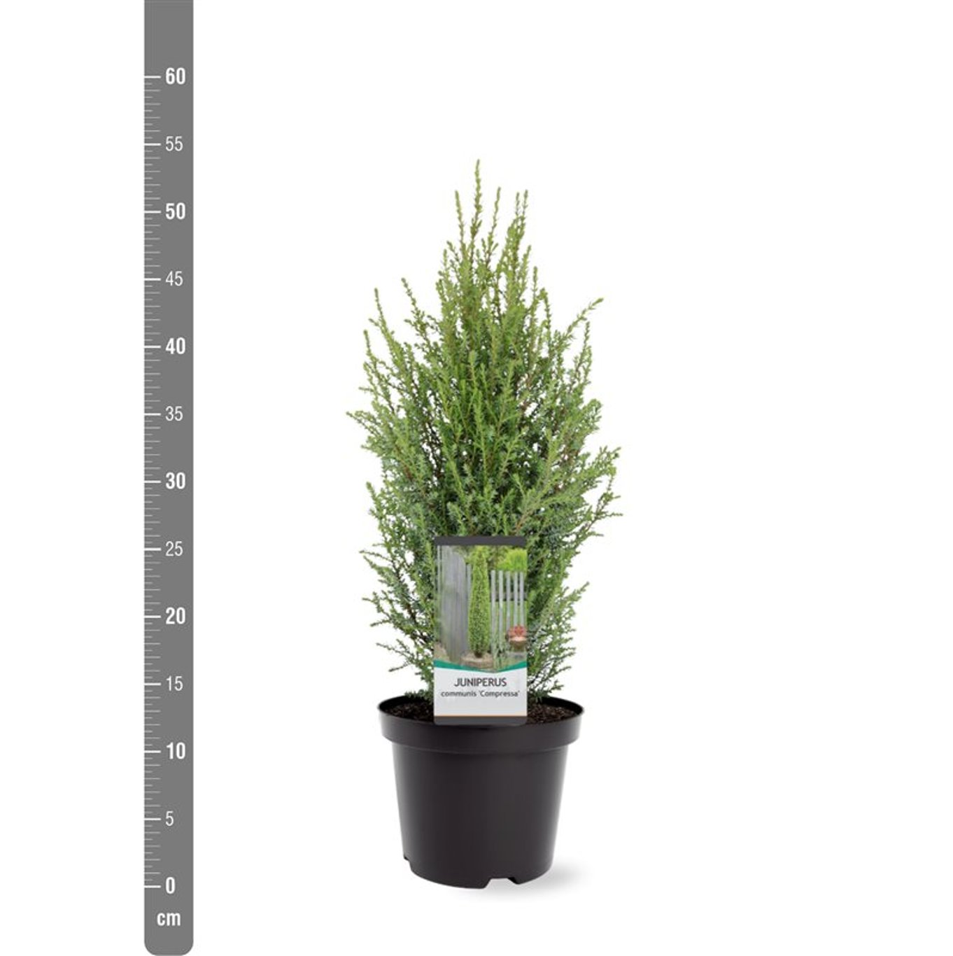 Juniperus comm. 'Compressa' - C3 30-40 CM