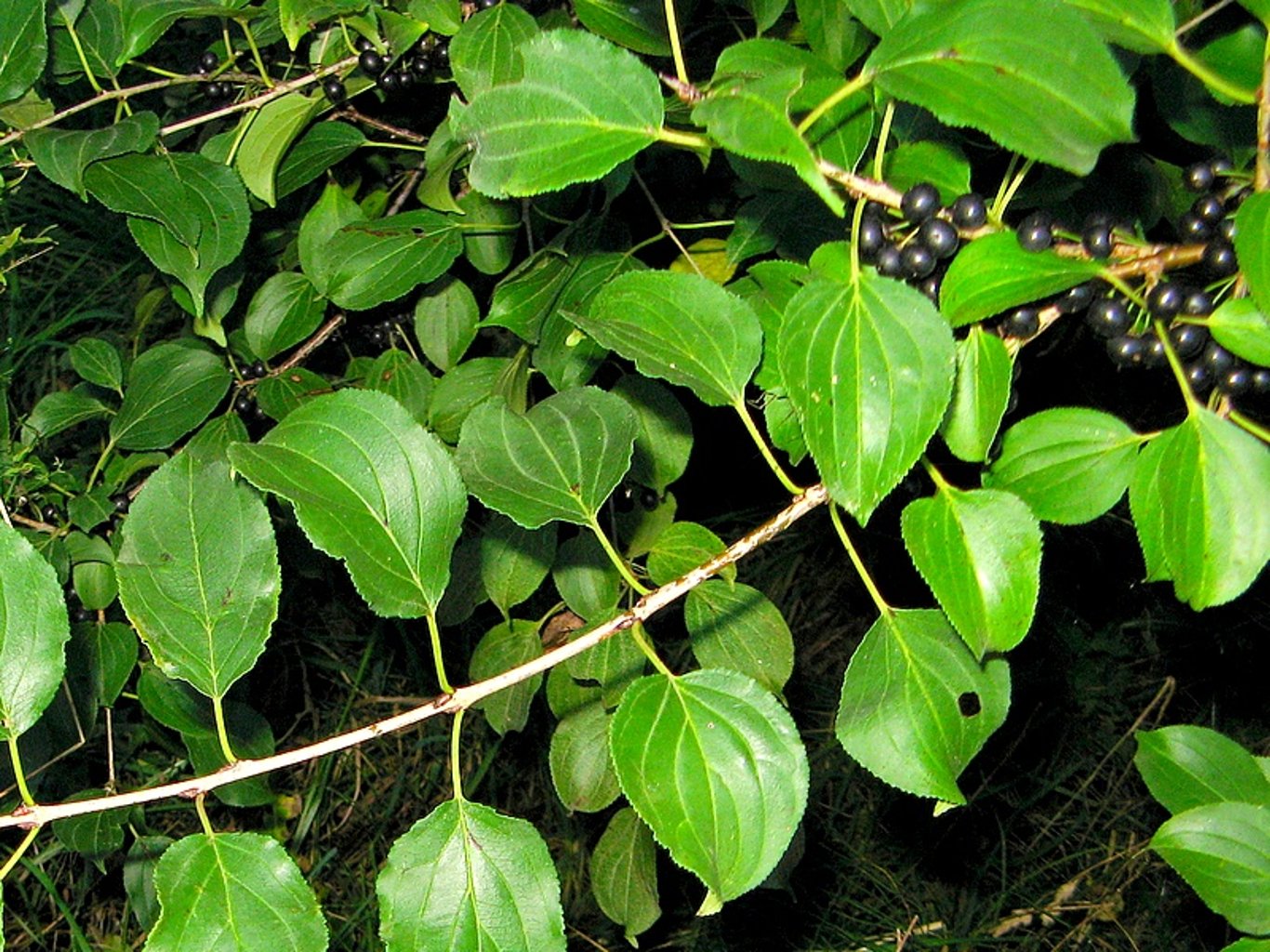 Rhamnus cathartica - 60-100 CM bare root 1/1