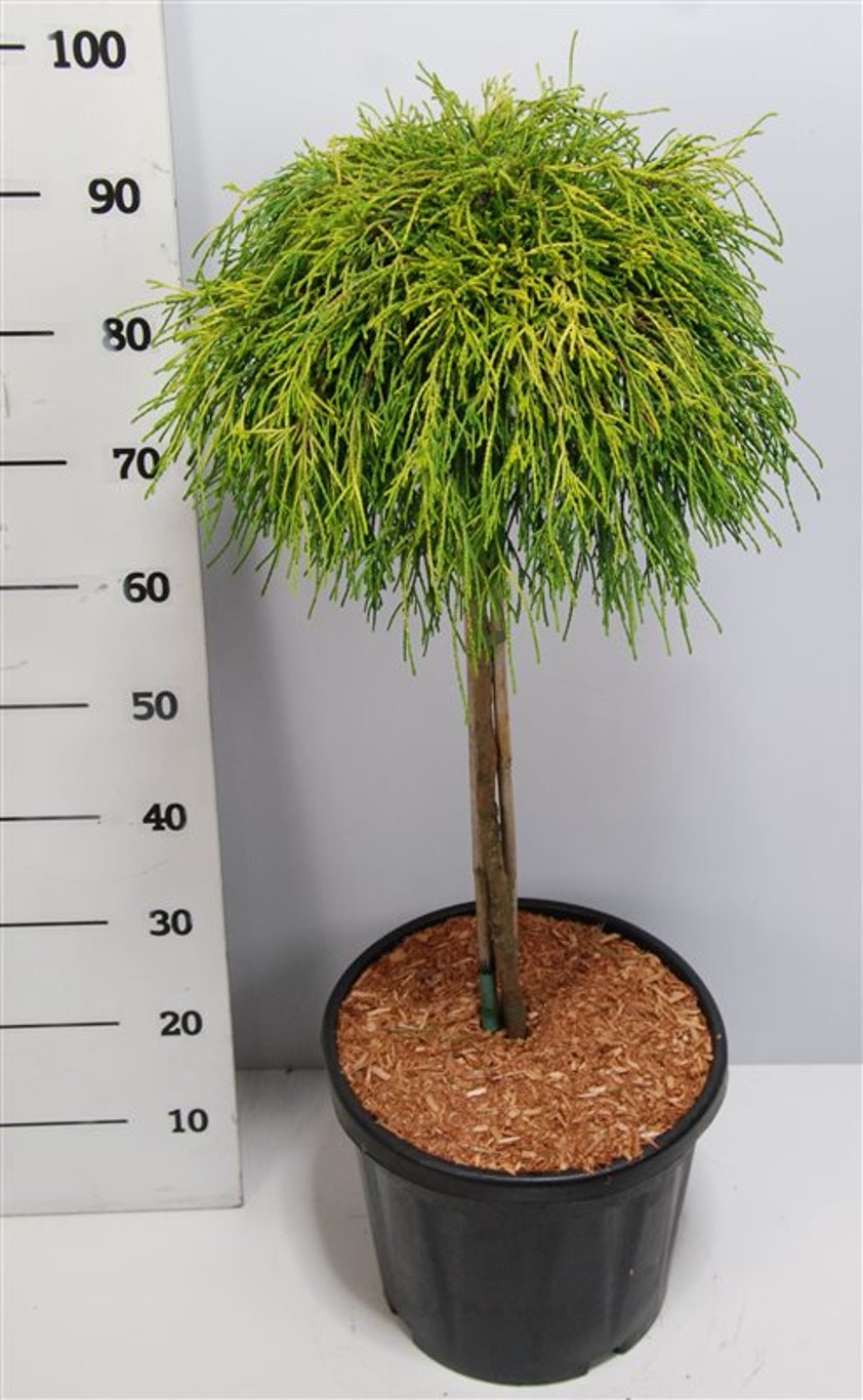 Chamaecyparis p. 'Sungold' - 70 CM Stem C20