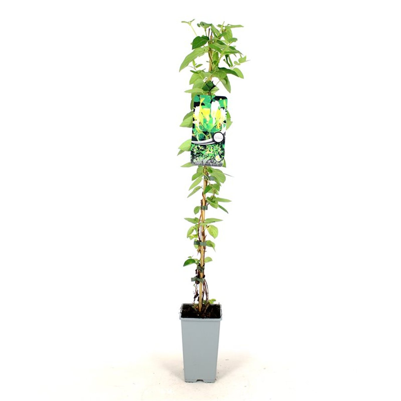 Lonicera jap. 'Hall's Prolific' - C2 80-100 CM Stick