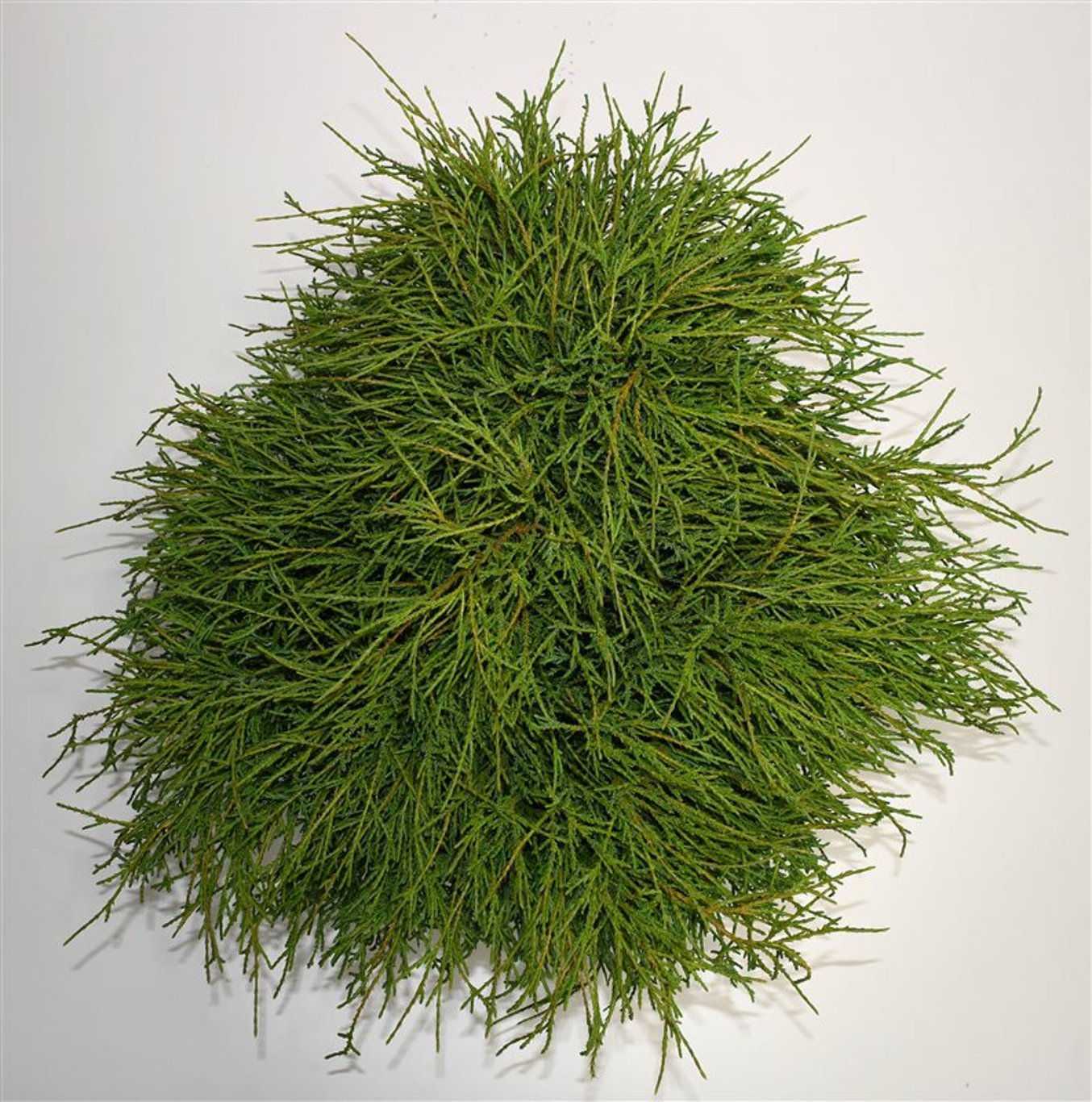 Chamaecyparis p. 'Filifera Nana' - C7.5 50-60 CM